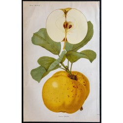1868 - Pomme Quétilier 
