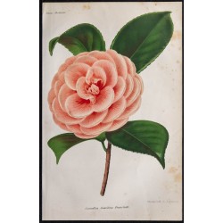 1868 - Camélia du Japon 
