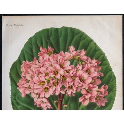 1868 - Saxifraga ligulata 