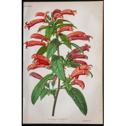 1868 - Centropogon lucyanus 