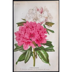 1868 - Rhododendrons 