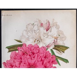 1868 - Rhododendrons 