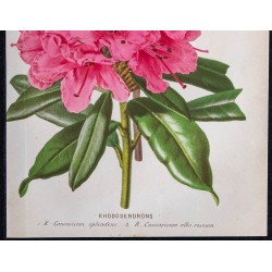 1868 - Rhododendrons 