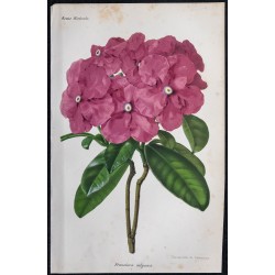 1868 - Brunfelsia pauciflora 