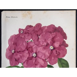 1868 - Brunfelsia pauciflora 