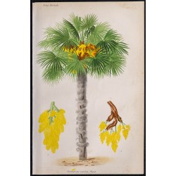 1868 - Palmier doum (Chamaerops excelsa) 