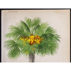 1868 - Palmier doum (Chamaerops excelsa) 