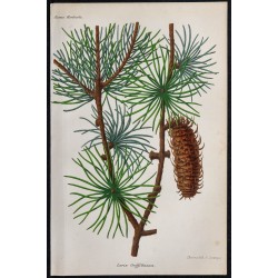 1868 - Larix griffithiana 
