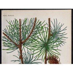 1868 - Larix griffithiana 