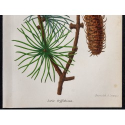 1868 - Larix griffithiana 