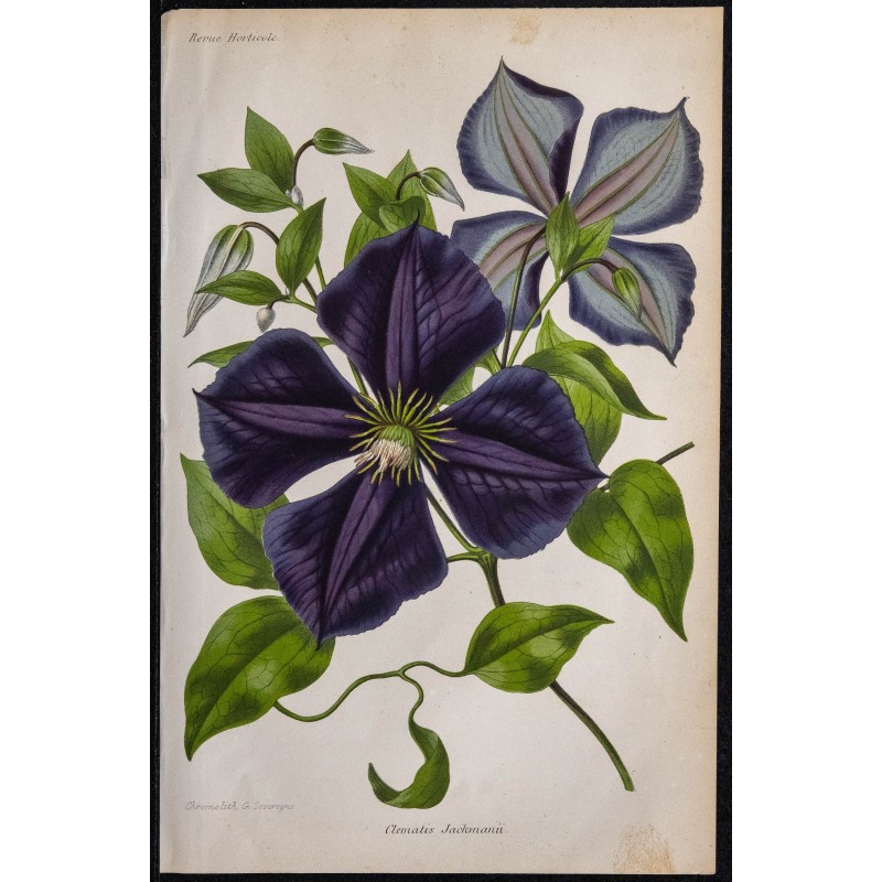 1868 - Clématite Jackmanii 