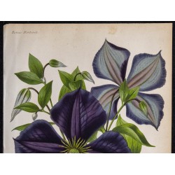 1868 - Clématite Jackmanii 