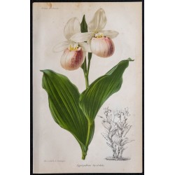1868 - Orchidée Sabot de Vénus 