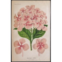 1868 - Hortensia (Hydrangea otaksa) 