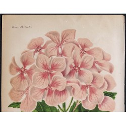 1868 - Hortensia (Hydrangea otaksa) 