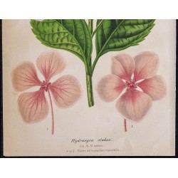 1868 - Hortensia (Hydrangea otaksa) 