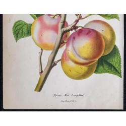 1868 - Prune Mac Laughlin 