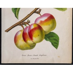 1868 - Prune Reine-Claude Diaphane 