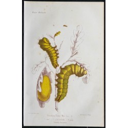 1868 - Ver à soie (Bombyx Yama Mai) 