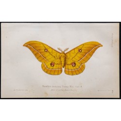 1868 - Bombyx Saturnie du chêne du Japon 