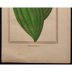 1886 - Plantain 