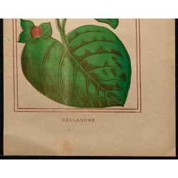 1886 - Belladone 