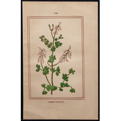 1886 - Fumeterre (Fumaria officinalis) 