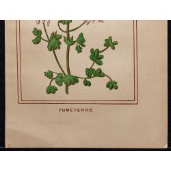 1886 - Fumeterre (Fumaria officinalis) 