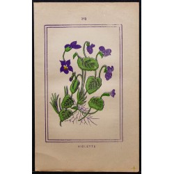 Gravure de 1886 - Violette - 1