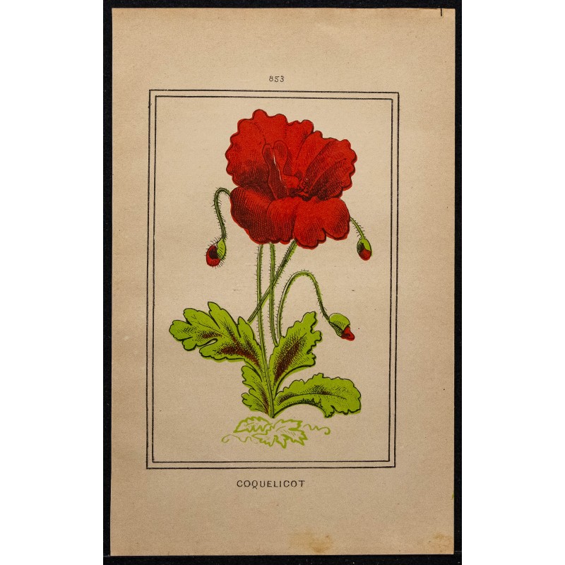 Gravure de 1886 - Coquelicot - 1