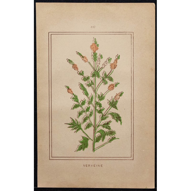 Gravure de 1886 - Verveine - 1