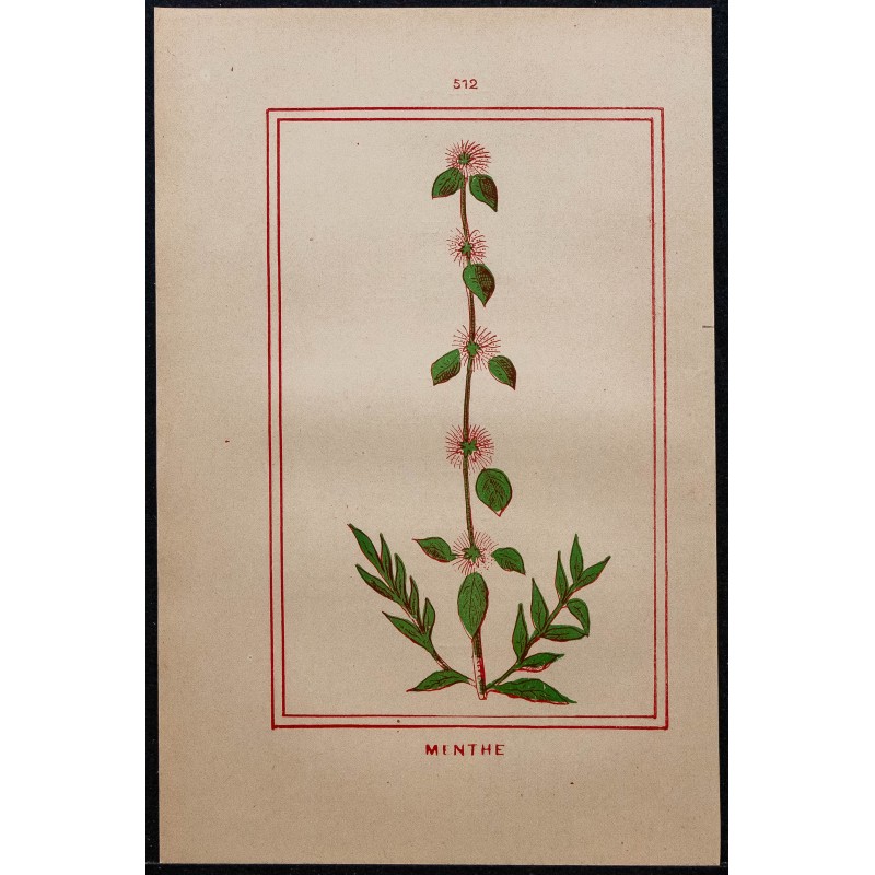 Gravure de 1886 - Menthe - 1