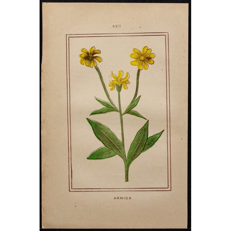 Gravure de 1886 - Arnica - 1