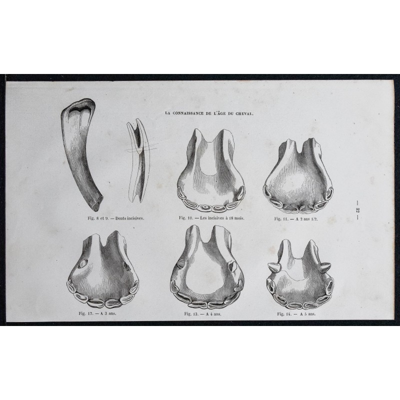 1861 - Dents et mâchoires de cheval 