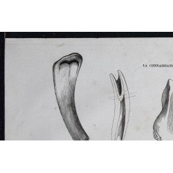 1861 - Dents et mâchoires de cheval 