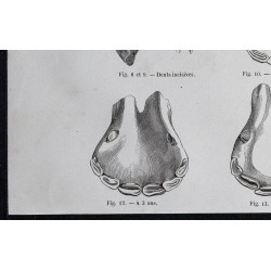 1861 - Dents et mâchoires de cheval 