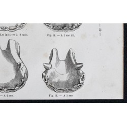 1861 - Dents et mâchoires de cheval 