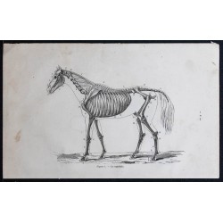 1861 - Squelette d'un cheval entier 