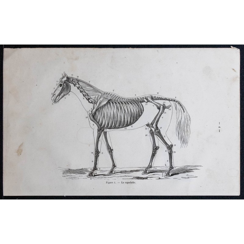 1861 - Squelette d'un cheval entier 