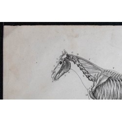 1861 - Squelette d'un cheval entier 