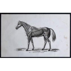 1861 - Muscles et anatomie du cheval 