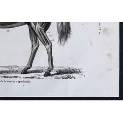 1861 - Muscles et anatomie du cheval 