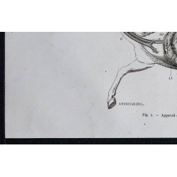 1861 - Appareil de digestion du cheval 