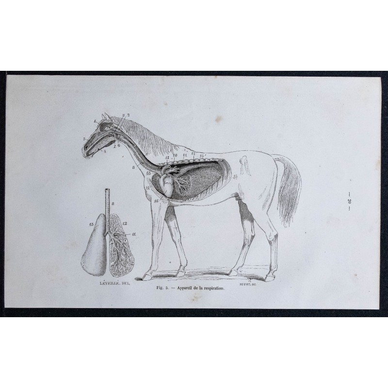 1861 - Appareil respiratoire du cheval 