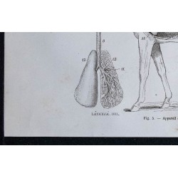 1861 - Appareil respiratoire du cheval 