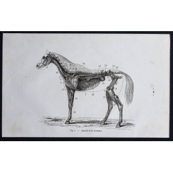 1861 - Circulation sanguine du cheval 