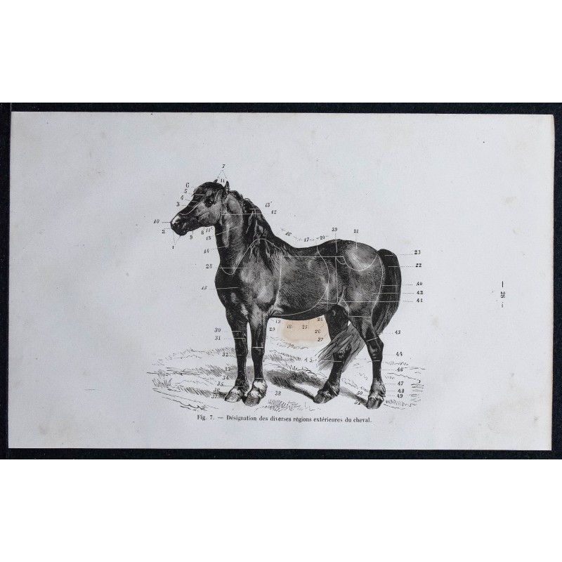 1861 - Zones extérieures du cheval 