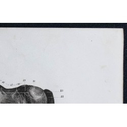 1861 - Zones extérieures du cheval 