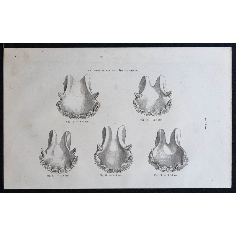 1861 - Mâchoires de cheval de 6 à 10 ans 