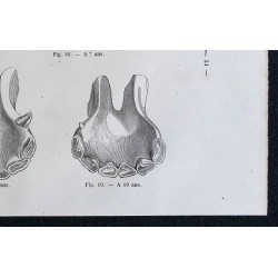 1861 - Mâchoires de cheval de 6 à 10 ans 